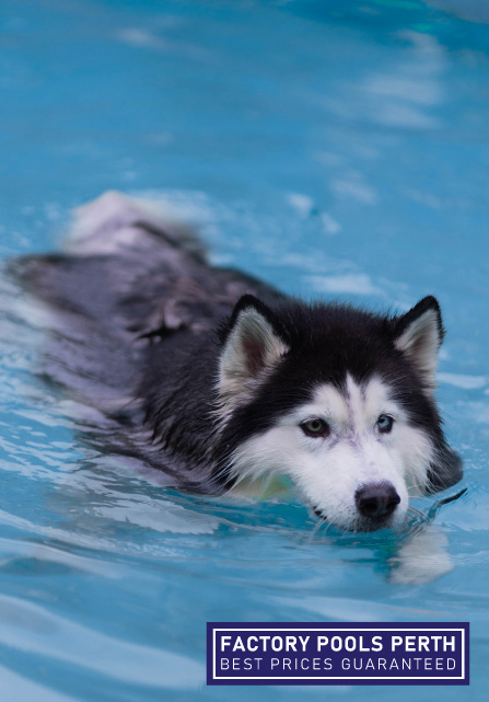 safety-tips-for-pool-owners-with-dogs-banner-m