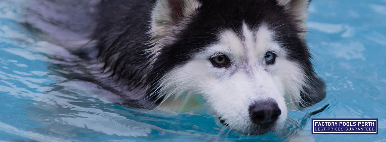 safety-tips-for-pool-owners-with-dogs-banner