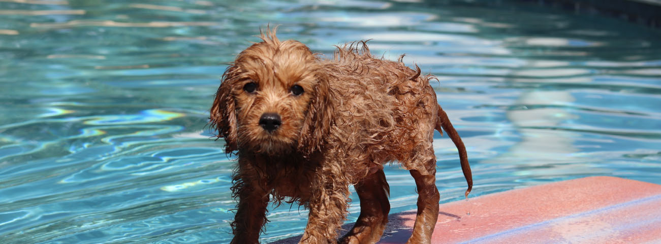 safety-tips-for-pool-owners-with-dogs-blogimage1