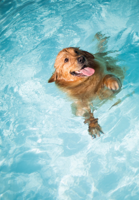 safety-tips-for-pool-owners-with-dogs-blogimage2-m