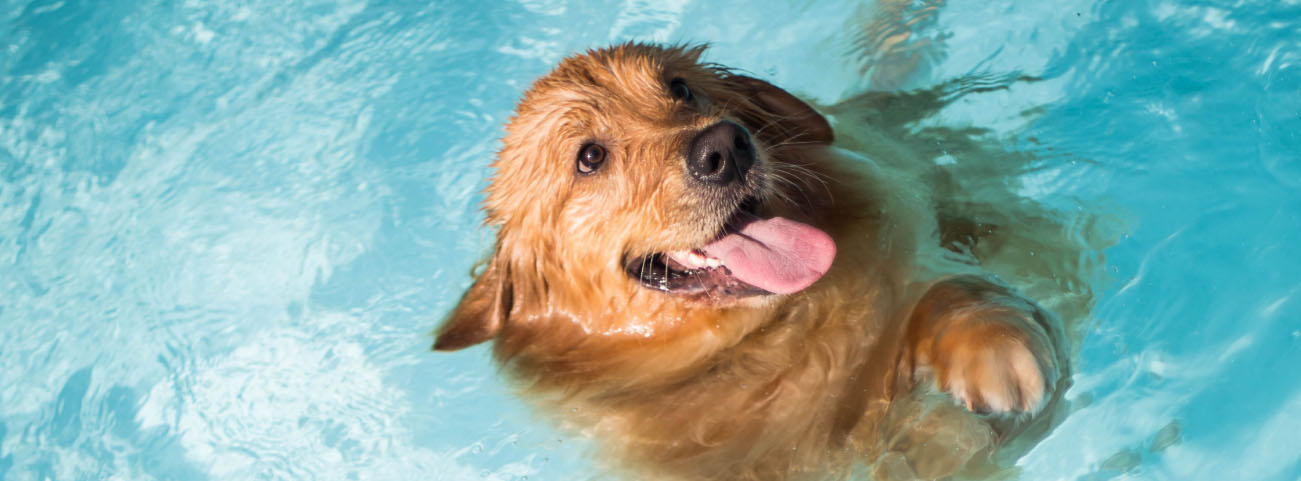 safety-tips-for-pool-owners-with-dogs-blogimage2